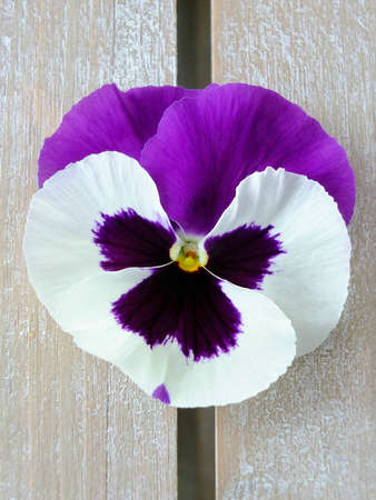 Image of purple and white pansyの写真素材