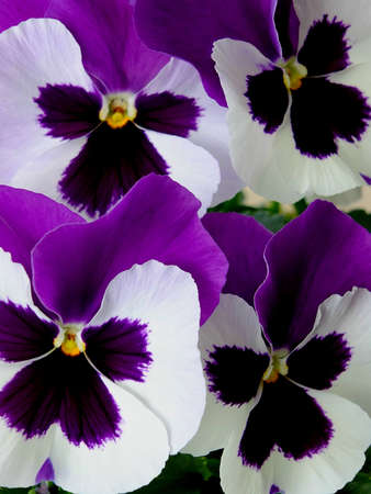 Image of purple and white pansiesの写真素材