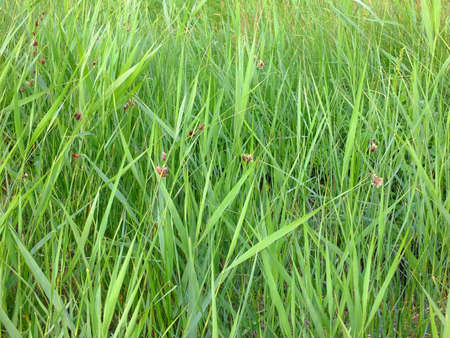 A group of green reedsの写真素材