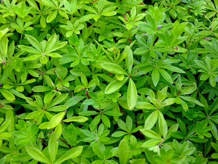 Image of sweet woodruff in a forestの写真素材