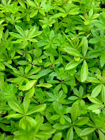 Image of sweet woodruff in a forestの写真素材