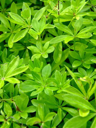 Image of sweet woodruff in a forestの写真素材