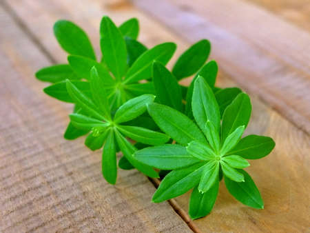 Image of sweet woodruff on a wooden tableの写真素材