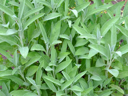Image of sage plants in a natural gardenの写真素材