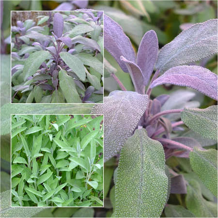 A collage of sage plantsの写真素材