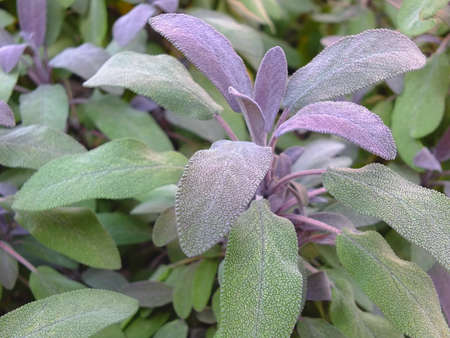 Image of sage plants in a natural gardenの写真素材