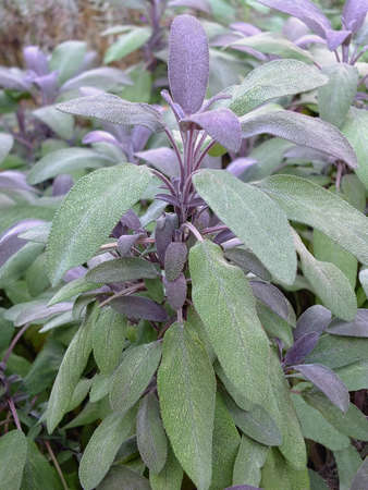 Image of sage plants in a natural gardenの写真素材