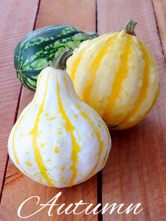 Autumn pumpkinsの写真素材