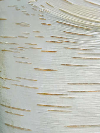Image of a birch barkの写真素材