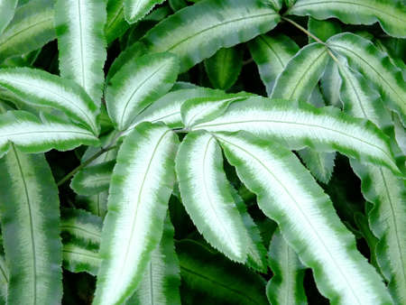 fern leavesの写真素材
