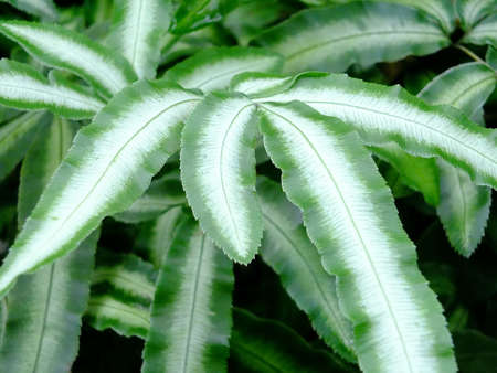 fern leavesの写真素材