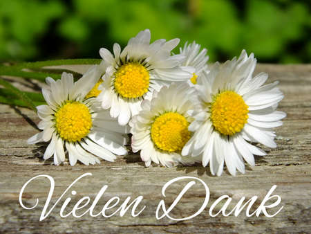 Image of daisies with German letteringの写真素材
