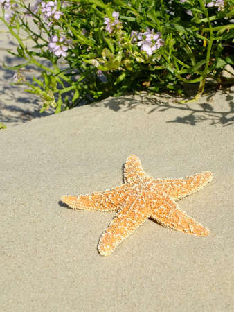 Image of a sea starの写真素材