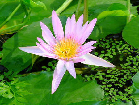 Image of a waterlily on the lakeの写真素材