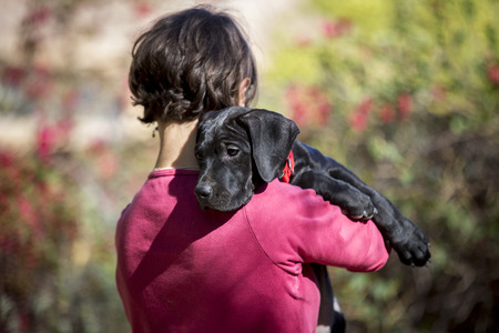 Black labrador retriever puppy looking over woman's shoulder with pink shirt with colorful blurred background outdoorsの写真素材