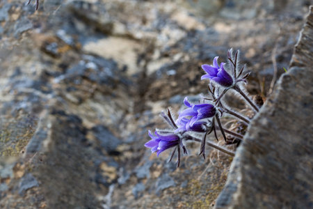 Korea donggang pasqueflower