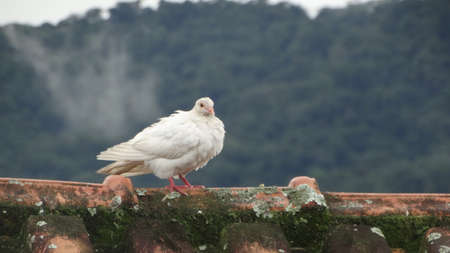 Pigeon, bird, nature, animal, cold, winter, cityの写真素材