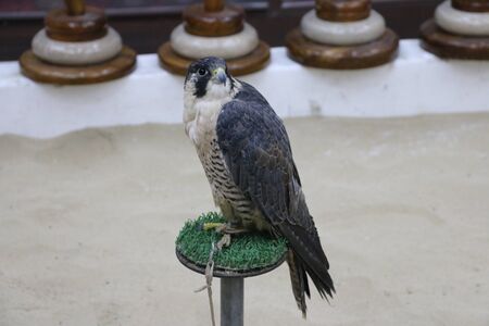 Falcon for sale at Souq Waqif, Doha, Qatarの写真素材