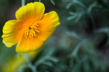 Flowers and macro natureの写真素材