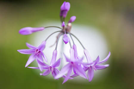 Flowers and macro natureの写真素材