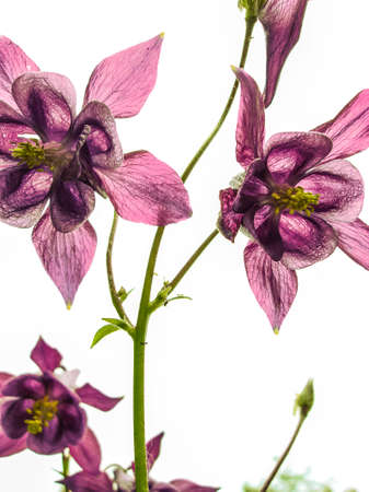 Flowers and macro natureの写真素材