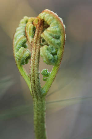 Plants and macro natureの写真素材