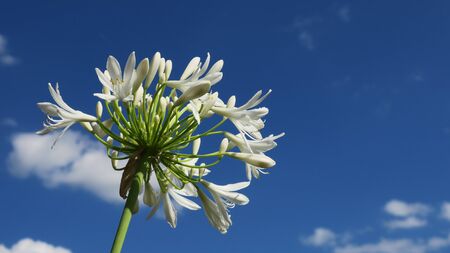 agapanthusの写真素材