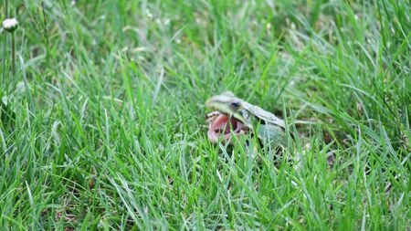frog