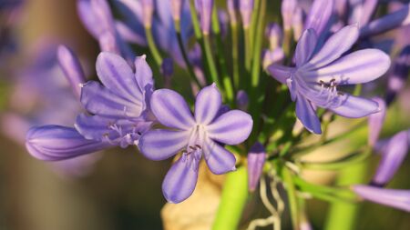 agapanthusの写真素材