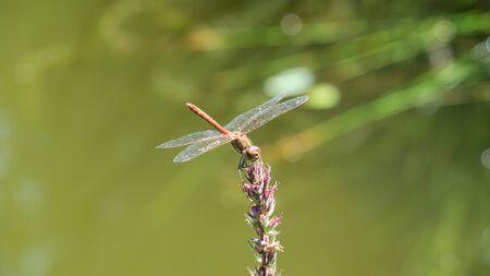 Dragonfly on plantの写真素材