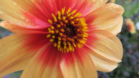 yellow-red bloom of a flowerの写真素材