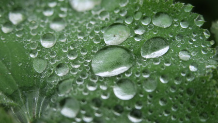 Raindrops on plant leafの写真素材