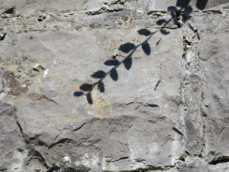 shadow of a plantの写真素材