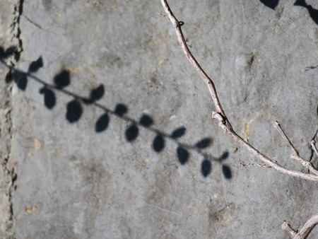 Shadow of a plant on stone wallの写真素材