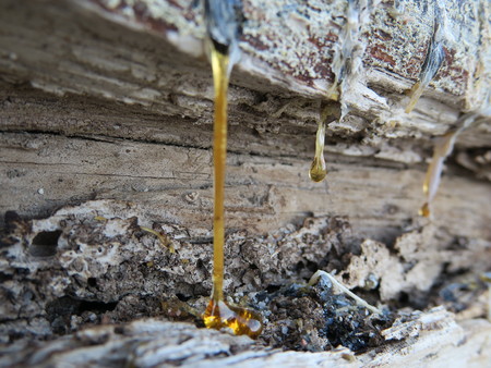 drop tree trunk with resinの写真素材