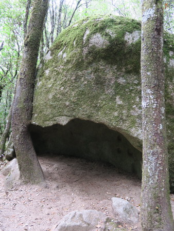 Rock between treesの写真素材