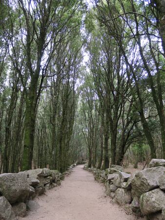 Forest road, stone wallの写真素材