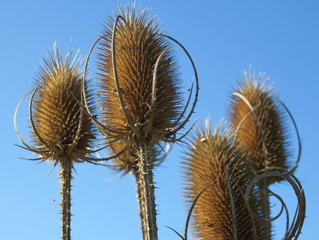 Thistle plant,の写真素材