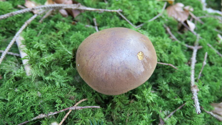 Brown cap, Boletus badiusの写真素材