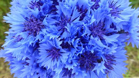 Cornflowersの写真素材