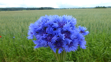 Cornflowersの写真素材
