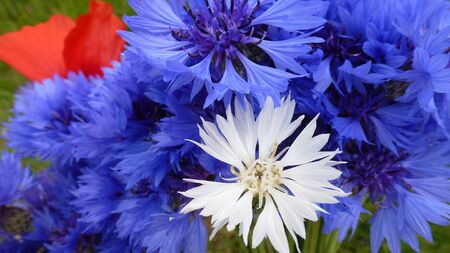 Cornflowersの写真素材