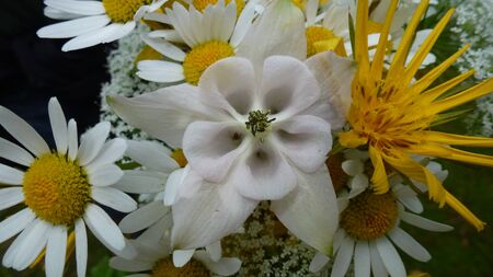 Bouquets of flowersの写真素材