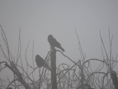 Silhouettes of Kraehe on tree in fogの写真素材