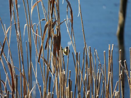 Reed with Meiseの写真素材