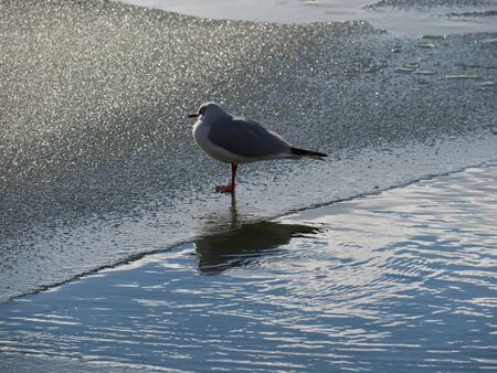 Gull standing on iceの写真素材