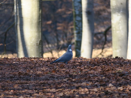 dove on groundの写真素材