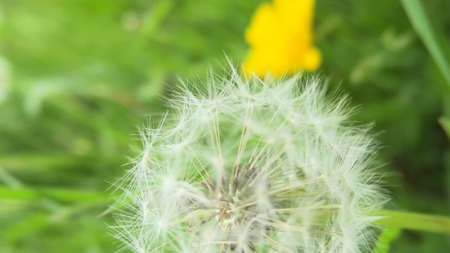 Pusteblume close-upの写真素材