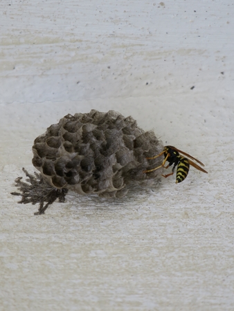 Wasp's nest at wall with a waspの写真素材