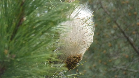 Cocoon of the butterfly in Corsica